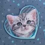 Рюкзак школьный каркасный Studio Pets SP25-531M