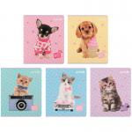 Тетрадь школьная Kite Studio Pets SP25-238, 24 листа, клетка